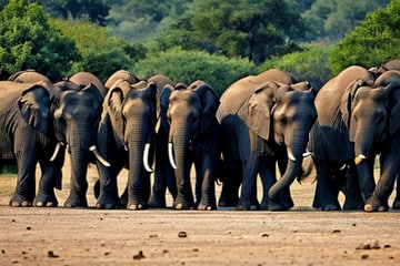 10 Éléphants et 5IA